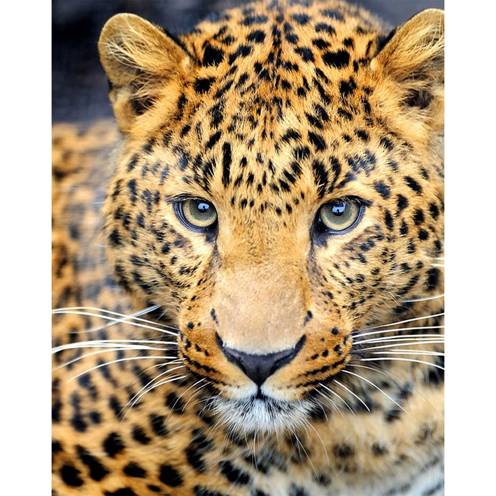 Collection D Art Cougar 48x38 Mozaik Kit - DE462